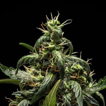 Samen 3x NYC Sour D Automatik Royalqueenseeds